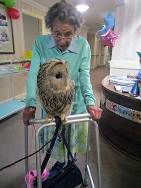 Owl visits care homes
