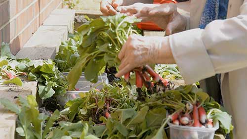 gardening at Avery private care homes